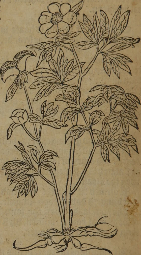 An illustration from A nievve herball, or Historie of plantes : wherein is contayned the whole discourse and perfect description of all sortes of herbes and plantes : their divers & sundry kindes ... and that not onely of those whiche are here growyng in this our countrie of Englande, but of all others also of forrayne realmes commonly used in physicke ; first set foorth in the Doutche or Almaigne tongue, 1578, leaf 365