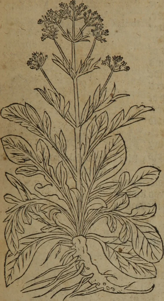 An illustration from A nievve herball, or Historie of plantes : wherein is contayned the whole discourse and perfect description of all sortes of herbes and plantes : their divers & sundry kindes ... and that not onely of those whiche are here growyng in this our countrie of Englande, but of all others also of forrayne realmes commonly used in physicke ; first set foorth in the Doutche or Almaigne tongue, 1578, leaf 366