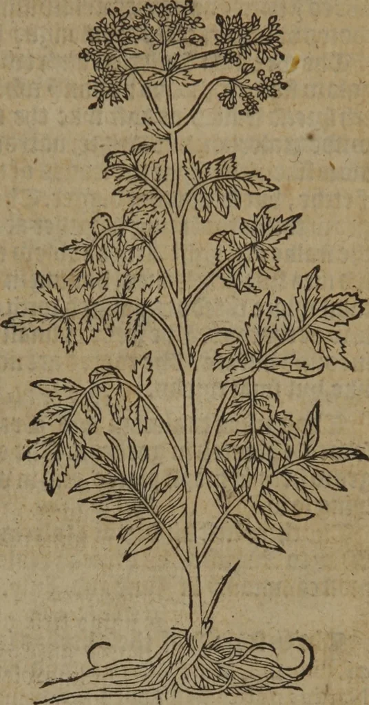 An illustration from A nievve herball, or Historie of plantes : wherein is contayned the whole discourse and perfect description of all sortes of herbes and plantes : their divers & sundry kindes ... and that not onely of those whiche are here growyng in this our countrie of Englande, but of all others also of forrayne realmes commonly used in physicke ; first set foorth in the Doutche or Almaigne tongue, 1578, leaf 366