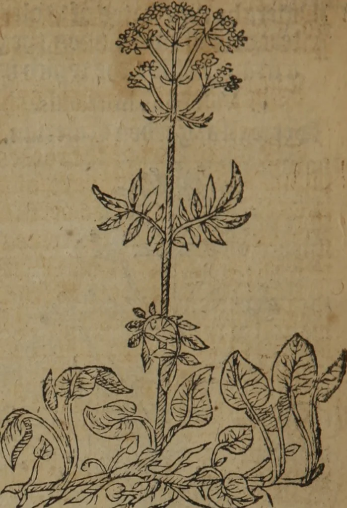 An illustration from A nievve herball, or Historie of plantes : wherein is contayned the whole discourse and perfect description of all sortes of herbes and plantes : their divers & sundry kindes ... and that not onely of those whiche are here growyng in this our countrie of Englande, but of all others also of forrayne realmes commonly used in physicke ; first set foorth in the Doutche or Almaigne tongue, 1578, leaf 367