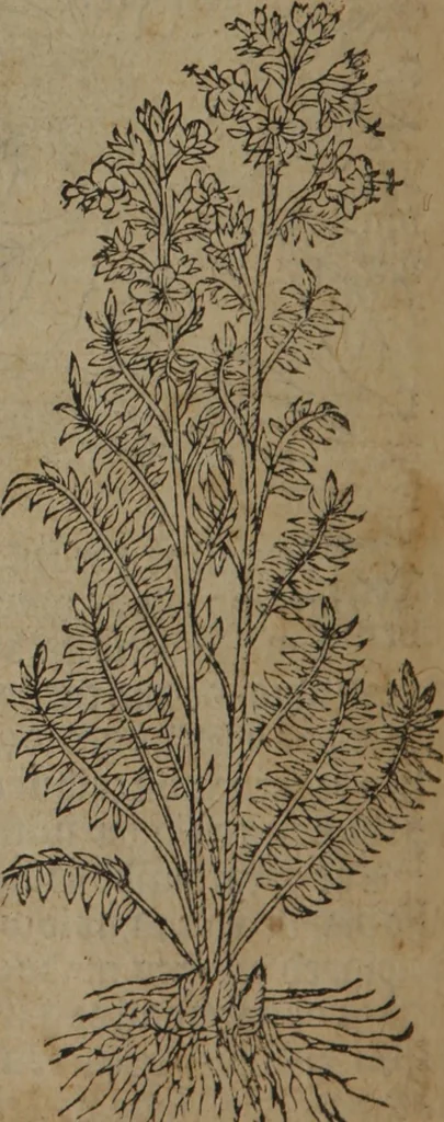 An illustration from A nievve herball, or Historie of plantes : wherein is contayned the whole discourse and perfect description of all sortes of herbes and plantes : their divers & sundry kindes ... and that not onely of those whiche are here growyng in this our countrie of Englande, but of all others also of forrayne realmes commonly used in physicke ; first set foorth in the Doutche or Almaigne tongue, 1578, leaf 367