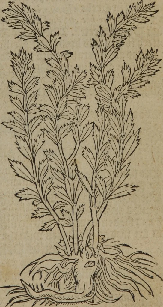 An illustration from A nievve herball, or Historie of plantes : wherein is contayned the whole discourse and perfect description of all sortes of herbes and plantes : their divers & sundry kindes ... and that not onely of those whiche are here growyng in this our countrie of Englande, but of all others also of forrayne realmes commonly used in physicke ; first set foorth in the Doutche or Almaigne tongue, 1578, leaf 368