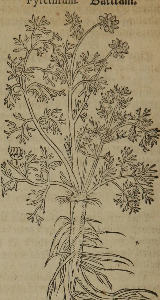 An illustration from A nievve herball, or Historie of plantes : wherein is contayned the whole discourse and perfect description of all sortes of herbes and plantes : their divers & sundry kindes ... and that not onely of those whiche are here growyng in this our countrie of Englande, but of all others also of forrayne realmes commonly used in physicke ; first set foorth in the Doutche or Almaigne tongue, 1578, leaf 369