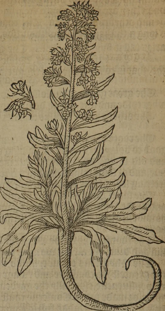 An illustration from A nievve herball, or Historie of plantes : wherein is contayned the whole discourse and perfect description of all sortes of herbes and plantes : their divers & sundry kindes ... and that not onely of those whiche are here growyng in this our countrie of Englande, but of all others also of forrayne realmes commonly used in physicke ; first set foorth in the Doutche or Almaigne tongue, 1578, leaf 37