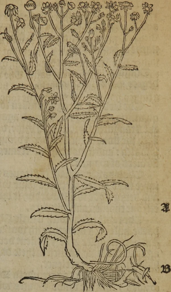 An illustration from A nievve herball, or Historie of plantes : wherein is contayned the whole discourse and perfect description of all sortes of herbes and plantes : their divers & sundry kindes ... and that not onely of those whiche are here growyng in this our countrie of Englande, but of all others also of forrayne realmes commonly used in physicke ; first set foorth in the Doutche or Almaigne tongue, 1578, leaf 370