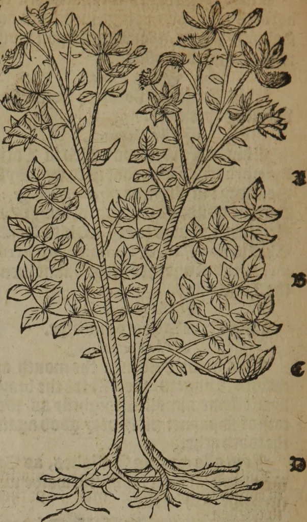 An illustration from A nievve herball, or Historie of plantes : wherein is contayned the whole discourse and perfect description of all sortes of herbes and plantes : their divers & sundry kindes ... and that not onely of those whiche are here growyng in this our countrie of Englande, but of all others also of forrayne realmes commonly used in physicke ; first set foorth in the Doutche or Almaigne tongue, 1578, leaf 371