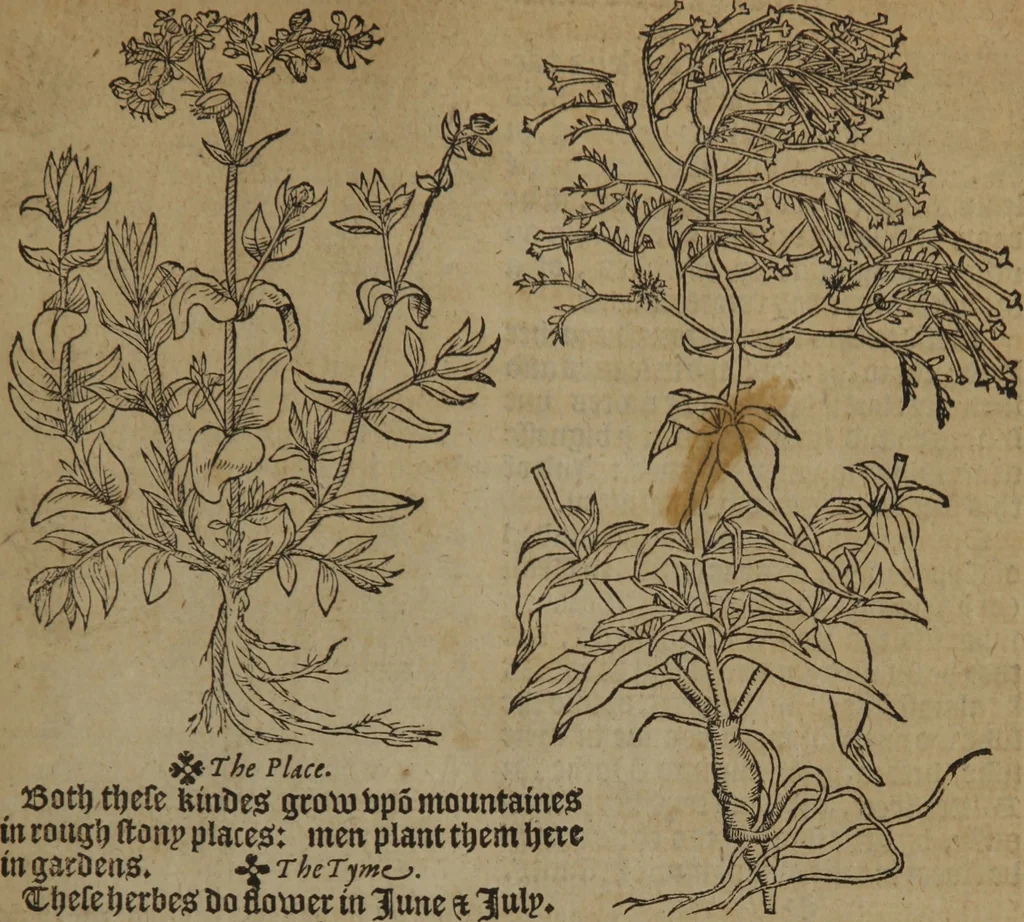 An illustration from A nievve herball, or Historie of plantes : wherein is contayned the whole discourse and perfect description of all sortes of herbes and plantes : their divers & sundry kindes ... and that not onely of those whiche are here growyng in this our countrie of Englande, but of all others also of forrayne realmes commonly used in physicke ; first set foorth in the Doutche or Almaigne tongue, 1578, leaf 372