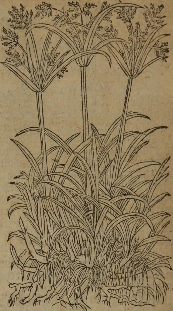 An illustration from A nievve herball, or Historie of plantes : wherein is contayned the whole discourse and perfect description of all sortes of herbes and plantes : their divers & sundry kindes ... and that not onely of those whiche are here growyng in this our countrie of Englande, but of all others also of forrayne realmes commonly used in physicke ; first set foorth in the Doutche or Almaigne tongue, 1578, leaf 373