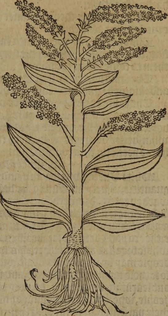 An illustration from A nievve herball, or Historie of plantes : wherein is contayned the whole discourse and perfect description of all sortes of herbes and plantes : their divers & sundry kindes ... and that not onely of those whiche are here growyng in this our countrie of Englande, but of all others also of forrayne realmes commonly used in physicke ; first set foorth in the Doutche or Almaigne tongue, 1578, leaf 374