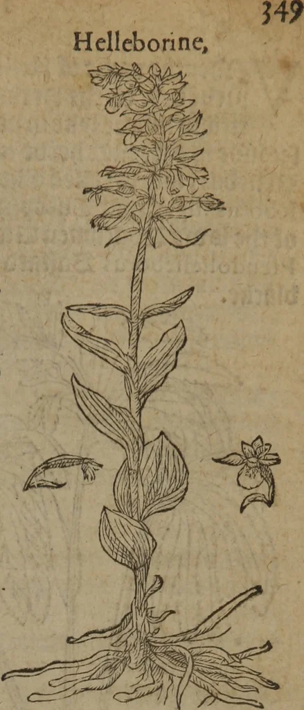 An illustration from A nievve herball, or Historie of plantes : wherein is contayned the whole discourse and perfect description of all sortes of herbes and plantes : their divers & sundry kindes ... and that not onely of those whiche are here growyng in this our countrie of Englande, but of all others also of forrayne realmes commonly used in physicke ; first set foorth in the Doutche or Almaigne tongue, 1578, leaf 376