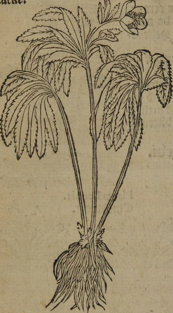 An illustration from A nievve herball, or Historie of plantes : wherein is contayned the whole discourse and perfect description of all sortes of herbes and plantes : their divers & sundry kindes ... and that not onely of those whiche are here growyng in this our countrie of Englande, but of all others also of forrayne realmes commonly used in physicke ; first set foorth in the Doutche or Almaigne tongue, 1578, leaf 377