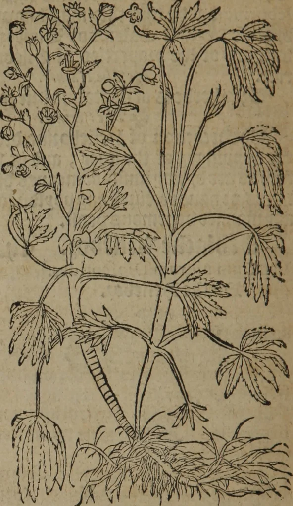 An illustration from A nievve herball, or Historie of plantes : wherein is contayned the whole discourse and perfect description of all sortes of herbes and plantes : their divers & sundry kindes ... and that not onely of those whiche are here growyng in this our countrie of Englande, but of all others also of forrayne realmes commonly used in physicke ; first set foorth in the Doutche or Almaigne tongue, 1578, leaf 377