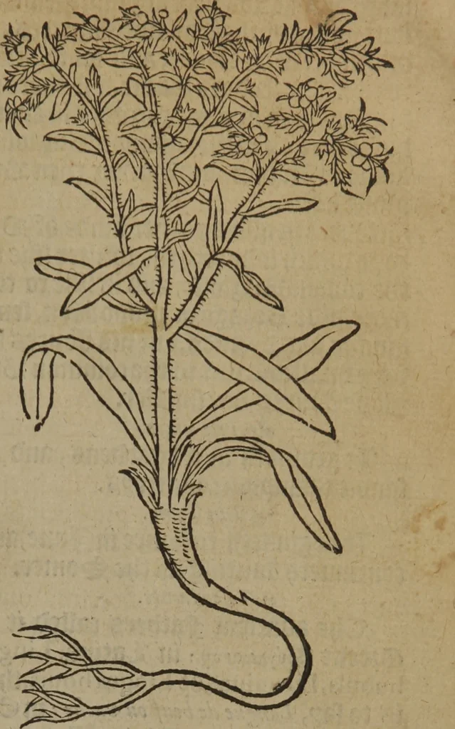 An illustration from A nievve herball, or Historie of plantes : wherein is contayned the whole discourse and perfect description of all sortes of herbes and plantes : their divers & sundry kindes ... and that not onely of those whiche are here growyng in this our countrie of Englande, but of all others also of forrayne realmes commonly used in physicke ; first set foorth in the Doutche or Almaigne tongue, 1578, leaf 38