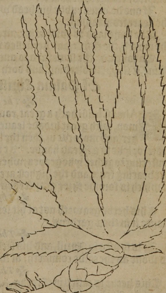 An illustration from A nievve herball, or Historie of plantes : wherein is contayned the whole discourse and perfect description of all sortes of herbes and plantes : their divers & sundry kindes ... and that not onely of those whiche are here growyng in this our countrie of Englande, but of all others also of forrayne realmes commonly used in physicke ; first set foorth in the Doutche or Almaigne tongue, 1578, leaf 380