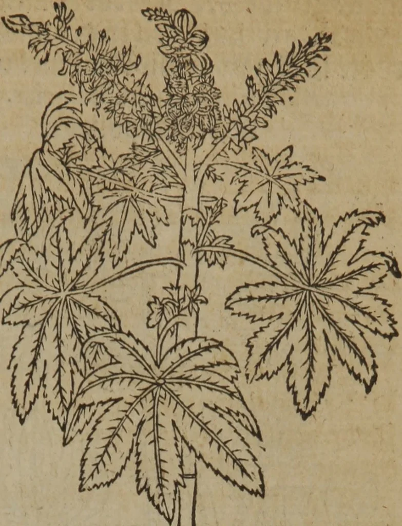 An illustration from A nievve herball, or Historie of plantes : wherein is contayned the whole discourse and perfect description of all sortes of herbes and plantes : their divers & sundry kindes ... and that not onely of those whiche are here growyng in this our countrie of Englande, but of all others also of forrayne realmes commonly used in physicke ; first set foorth in the Doutche or Almaigne tongue, 1578, leaf 382