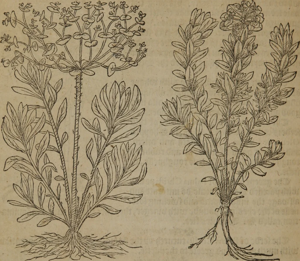 An illustration from A nievve herball, or Historie of plantes : wherein is contayned the whole discourse and perfect description of all sortes of herbes and plantes : their divers & sundry kindes ... and that not onely of those whiche are here growyng in this our countrie of Englande, but of all others also of forrayne realmes commonly used in physicke ; first set foorth in the Doutche or Almaigne tongue, 1578, leaf 383