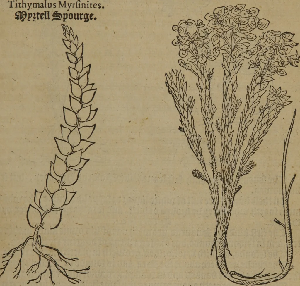 An illustration from A nievve herball, or Historie of plantes : wherein is contayned the whole discourse and perfect description of all sortes of herbes and plantes : their divers & sundry kindes ... and that not onely of those whiche are here growyng in this our countrie of Englande, but of all others also of forrayne realmes commonly used in physicke ; first set foorth in the Doutche or Almaigne tongue, 1578, leaf 384