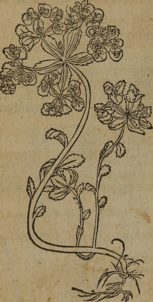 An illustration from A nievve herball, or Historie of plantes : wherein is contayned the whole discourse and perfect description of all sortes of herbes and plantes : their divers & sundry kindes ... and that not onely of those whiche are here growyng in this our countrie of Englande, but of all others also of forrayne realmes commonly used in physicke ; first set foorth in the Doutche or Almaigne tongue, 1578, leaf 385