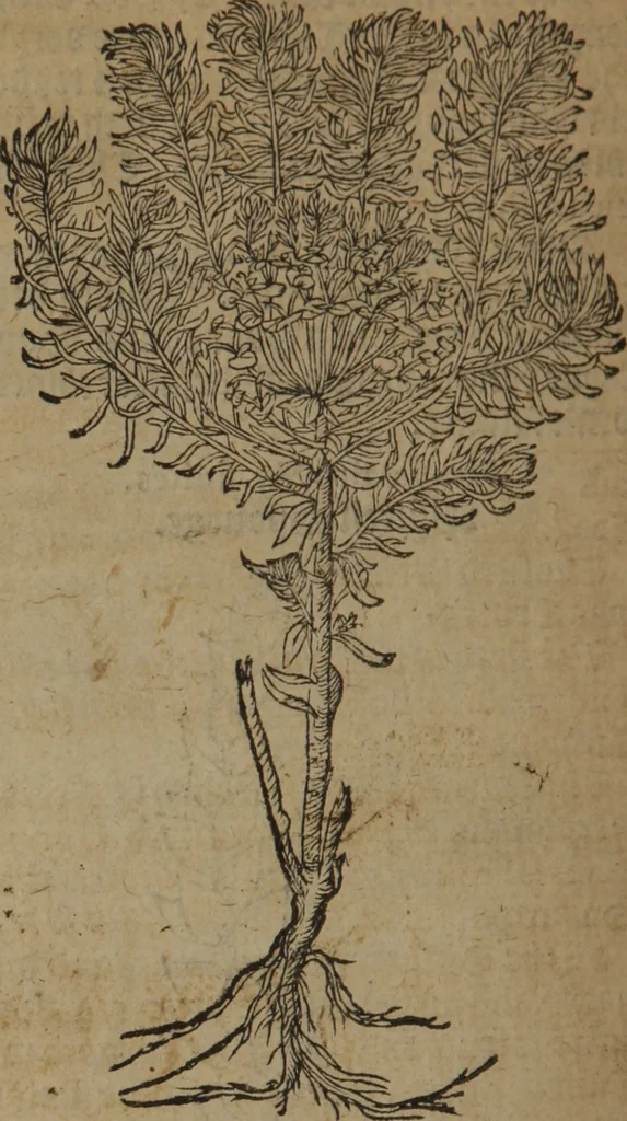 An illustration from A nievve herball, or Historie of plantes : wherein is contayned the whole discourse and perfect description of all sortes of herbes and plantes : their divers & sundry kindes ... and that not onely of those whiche are here growyng in this our countrie of Englande, but of all others also of forrayne realmes commonly used in physicke ; first set foorth in the Doutche or Almaigne tongue, 1578, leaf 385