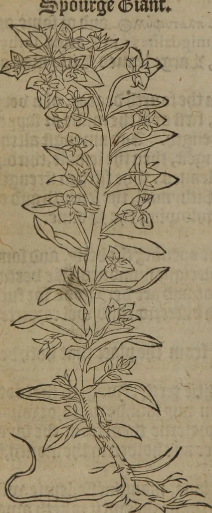 An illustration from A nievve herball, or Historie of plantes : wherein is contayned the whole discourse and perfect description of all sortes of herbes and plantes : their divers & sundry kindes ... and that not onely of those whiche are here growyng in this our countrie of Englande, but of all others also of forrayne realmes commonly used in physicke ; first set foorth in the Doutche or Almaigne tongue, 1578, leaf 387