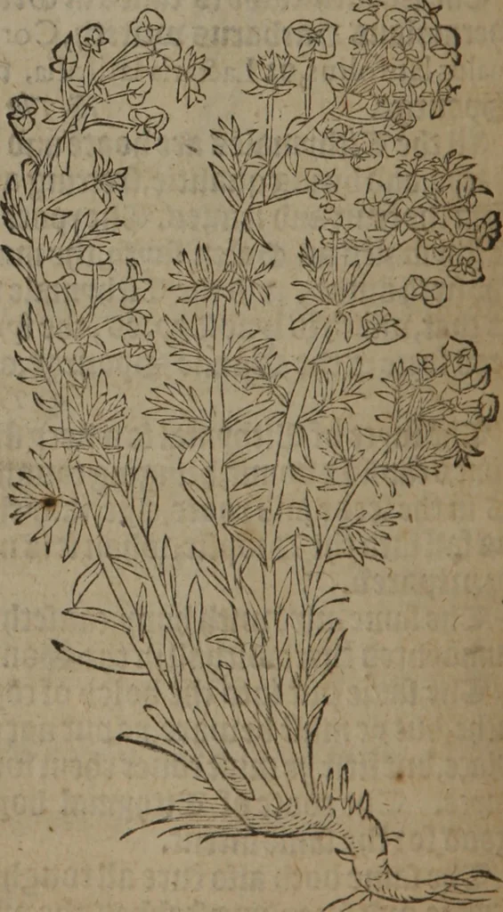 An illustration from A nievve herball, or Historie of plantes : wherein is contayned the whole discourse and perfect description of all sortes of herbes and plantes : their divers & sundry kindes ... and that not onely of those whiche are here growyng in this our countrie of Englande, but of all others also of forrayne realmes commonly used in physicke ; first set foorth in the Doutche or Almaigne tongue, 1578, leaf 387