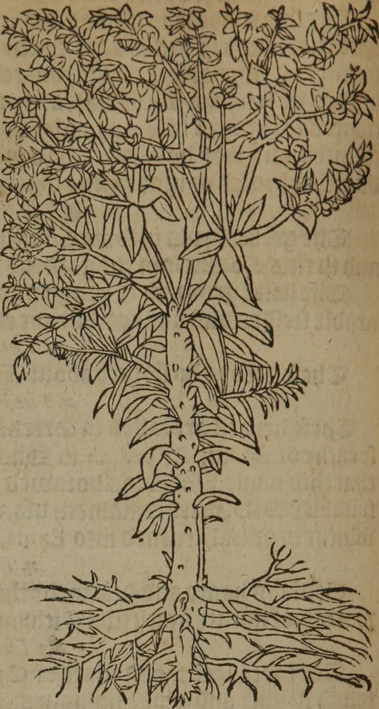 An illustration from A nievve herball, or Historie of plantes : wherein is contayned the whole discourse and perfect description of all sortes of herbes and plantes : their divers & sundry kindes ... and that not onely of those whiche are here growyng in this our countrie of Englande, but of all others also of forrayne realmes commonly used in physicke ; first set foorth in the Doutche or Almaigne tongue, 1578, leaf 389