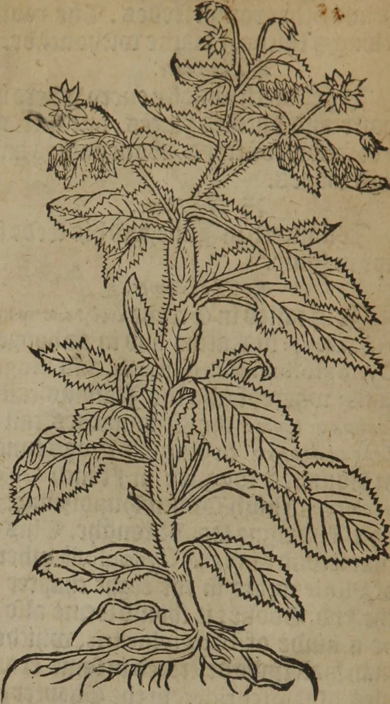 An illustration from A nievve herball, or Historie of plantes : wherein is contayned the whole discourse and perfect description of all sortes of herbes and plantes : their divers & sundry kindes ... and that not onely of those whiche are here growyng in this our countrie of Englande, but of all others also of forrayne realmes commonly used in physicke ; first set foorth in the Doutche or Almaigne tongue, 1578, leaf 39