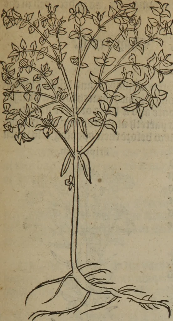 An illustration from A nievve herball, or Historie of plantes : wherein is contayned the whole discourse and perfect description of all sortes of herbes and plantes : their divers & sundry kindes ... and that not onely of those whiche are here growyng in this our countrie of Englande, but of all others also of forrayne realmes commonly used in physicke ; first set foorth in the Doutche or Almaigne tongue, 1578, leaf 390