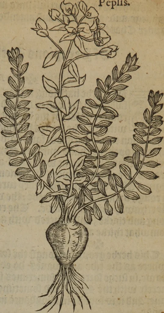 An illustration from A nievve herball, or Historie of plantes : wherein is contayned the whole discourse and perfect description of all sortes of herbes and plantes : their divers & sundry kindes ... and that not onely of those whiche are here growyng in this our countrie of Englande, but of all others also of forrayne realmes commonly used in physicke ; first set foorth in the Doutche or Almaigne tongue, 1578, leaf 390