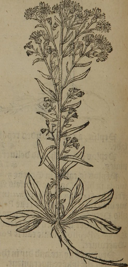 An illustration from A nievve herball, or Historie of plantes : wherein is contayned the whole discourse and perfect description of all sortes of herbes and plantes : their divers & sundry kindes ... and that not onely of those whiche are here growyng in this our countrie of Englande, but of all others also of forrayne realmes commonly used in physicke ; first set foorth in the Doutche or Almaigne tongue, 1578, leaf 391