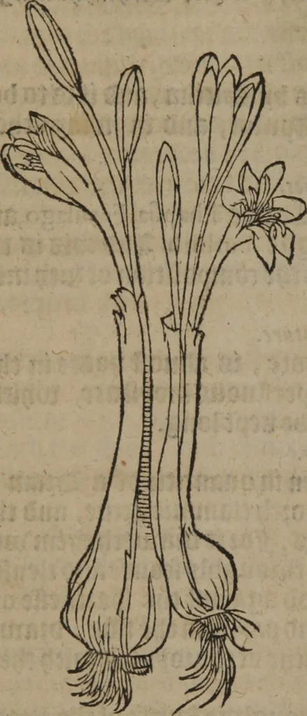 An illustration from A nievve herball, or Historie of plantes : wherein is contayned the whole discourse and perfect description of all sortes of herbes and plantes : their divers & sundry kindes ... and that not onely of those whiche are here growyng in this our countrie of Englande, but of all others also of forrayne realmes commonly used in physicke ; first set foorth in the Doutche or Almaigne tongue, 1578, leaf 393