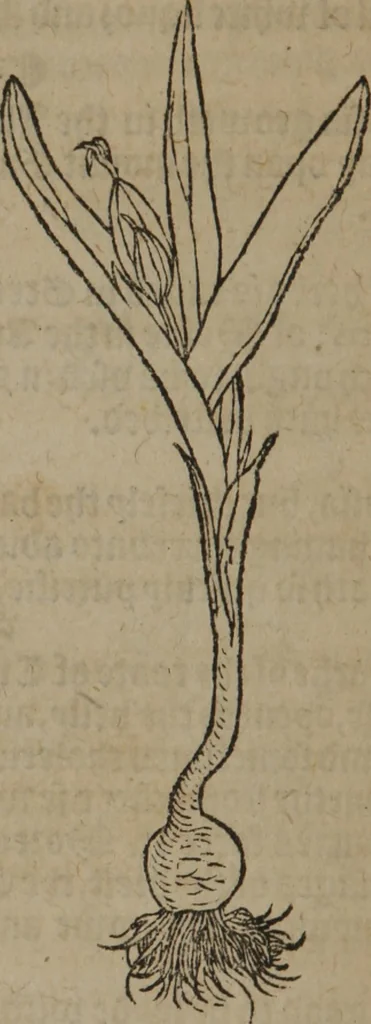 An illustration from A nievve herball, or Historie of plantes : wherein is contayned the whole discourse and perfect description of all sortes of herbes and plantes : their divers & sundry kindes ... and that not onely of those whiche are here growyng in this our countrie of Englande, but of all others also of forrayne realmes commonly used in physicke ; first set foorth in the Doutche or Almaigne tongue, 1578, leaf 393