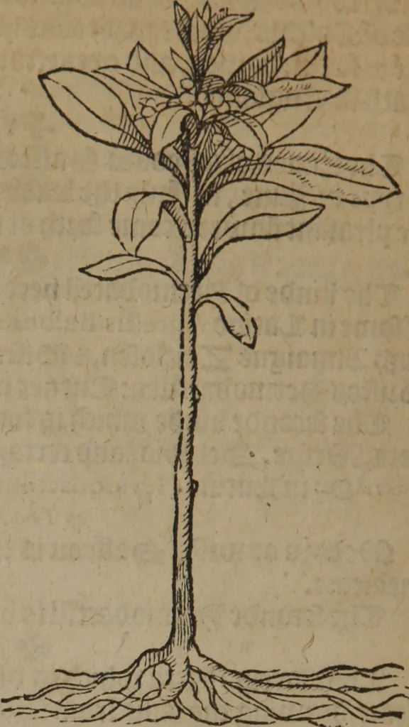 An illustration from A nievve herball, or Historie of plantes : wherein is contayned the whole discourse and perfect description of all sortes of herbes and plantes : their divers & sundry kindes ... and that not onely of those whiche are here growyng in this our countrie of Englande, but of all others also of forrayne realmes commonly used in physicke ; first set foorth in the Doutche or Almaigne tongue, 1578, leaf 395
