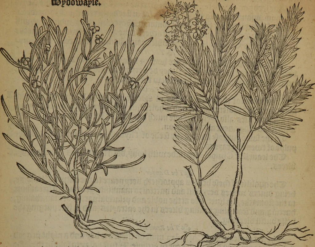 An illustration from A nievve herball, or Historie of plantes : wherein is contayned the whole discourse and perfect description of all sortes of herbes and plantes : their divers & sundry kindes ... and that not onely of those whiche are here growyng in this our countrie of Englande, but of all others also of forrayne realmes commonly used in physicke ; first set foorth in the Doutche or Almaigne tongue, 1578, leaf 396