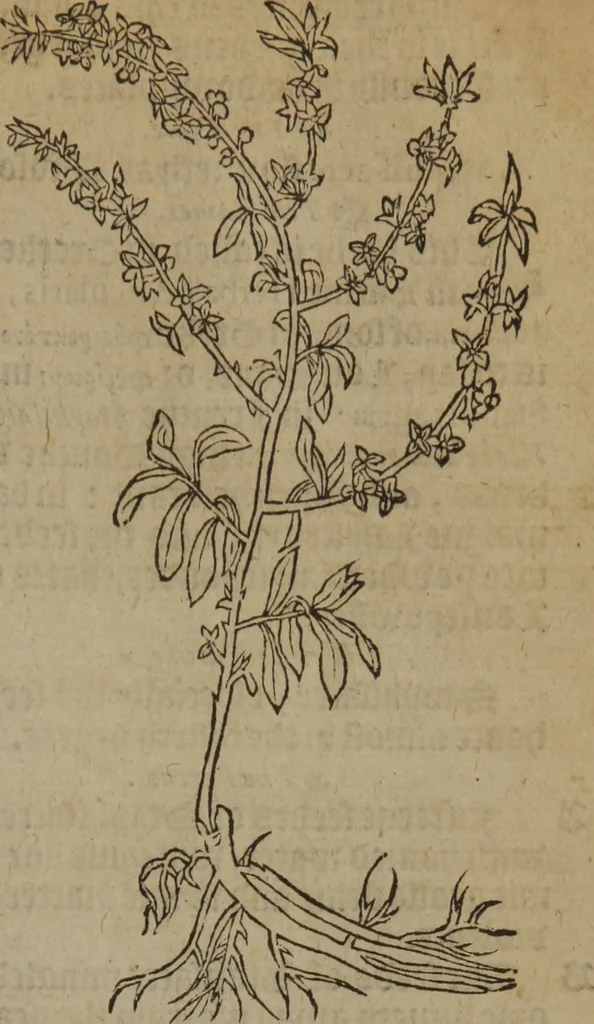 An illustration from A nievve herball, or Historie of plantes : wherein is contayned the whole discourse and perfect description of all sortes of herbes and plantes : their divers & sundry kindes ... and that not onely of those whiche are here growyng in this our countrie of Englande, but of all others also of forrayne realmes commonly used in physicke ; first set foorth in the Doutche or Almaigne tongue, 1578, leaf 398