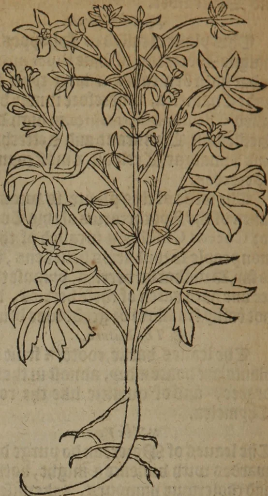 An illustration from A nievve herball, or Historie of plantes : wherein is contayned the whole discourse and perfect description of all sortes of herbes and plantes : their divers & sundry kindes ... and that not onely of those whiche are here growyng in this our countrie of Englande, but of all others also of forrayne realmes commonly used in physicke ; first set foorth in the Doutche or Almaigne tongue, 1578, leaf 399