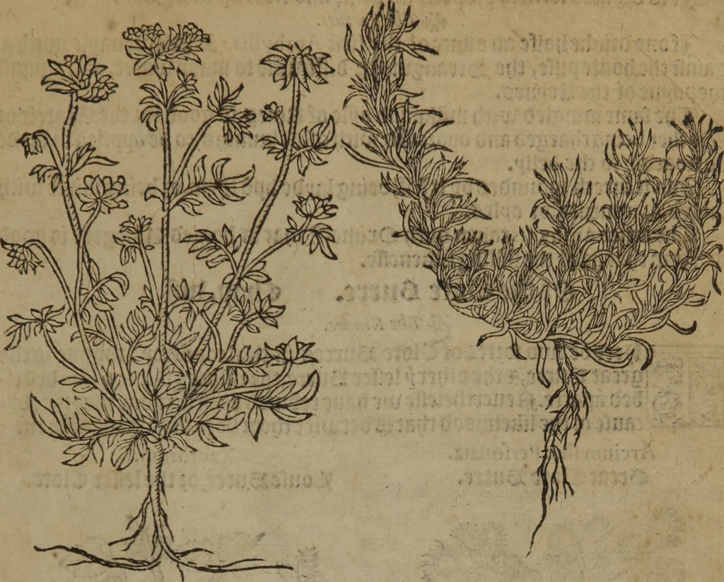 An illustration from A nievve herball, or Historie of plantes : wherein is contayned the whole discourse and perfect description of all sortes of herbes and plantes : their divers & sundry kindes ... and that not onely of those whiche are here growyng in this our countrie of Englande, but of all others also of forrayne realmes commonly used in physicke ; first set foorth in the Doutche or Almaigne tongue, 1578, leaf 40