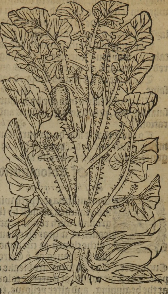 An illustration from A nievve herball, or Historie of plantes : wherein is contayned the whole discourse and perfect description of all sortes of herbes and plantes : their divers & sundry kindes ... and that not onely of those whiche are here growyng in this our countrie of Englande, but of all others also of forrayne realmes commonly used in physicke ; first set foorth in the Doutche or Almaigne tongue, 1578, leaf 400