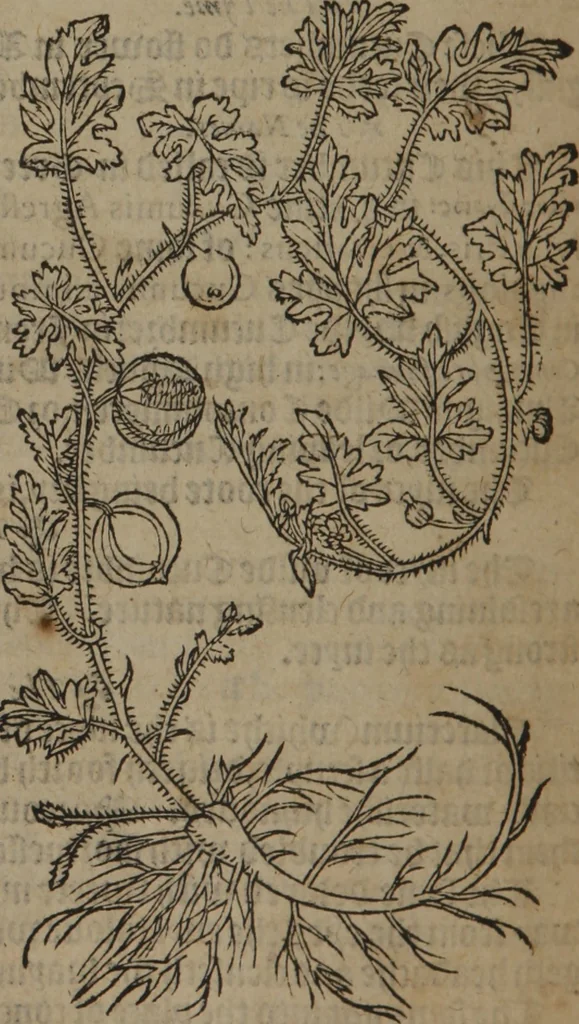 An illustration from A nievve herball, or Historie of plantes : wherein is contayned the whole discourse and perfect description of all sortes of herbes and plantes : their divers & sundry kindes ... and that not onely of those whiche are here growyng in this our countrie of Englande, but of all others also of forrayne realmes commonly used in physicke ; first set foorth in the Doutche or Almaigne tongue, 1578, leaf 401