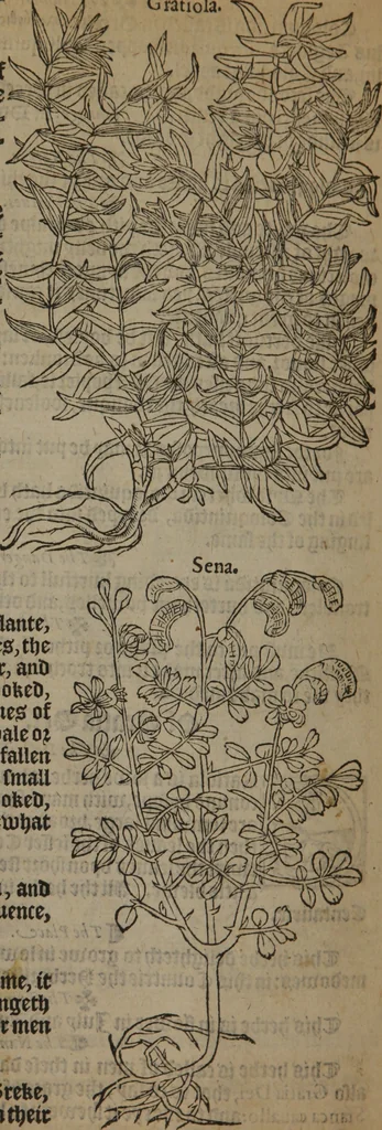 An illustration from A nievve herball, or Historie of plantes : wherein is contayned the whole discourse and perfect description of all sortes of herbes and plantes : their divers & sundry kindes ... and that not onely of those whiche are here growyng in this our countrie of Englande, but of all others also of forrayne realmes commonly used in physicke ; first set foorth in the Doutche or Almaigne tongue, 1578, leaf 403
