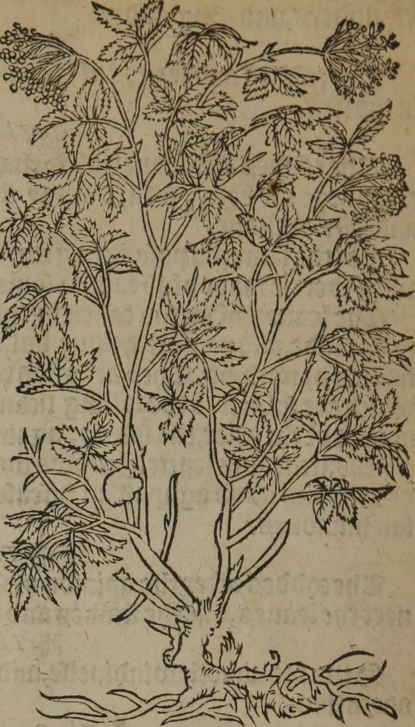 An illustration from A nievve herball, or Historie of plantes : wherein is contayned the whole discourse and perfect description of all sortes of herbes and plantes : their divers & sundry kindes ... and that not onely of those whiche are here growyng in this our countrie of Englande, but of all others also of forrayne realmes commonly used in physicke ; first set foorth in the Doutche or Almaigne tongue, 1578, leaf 405