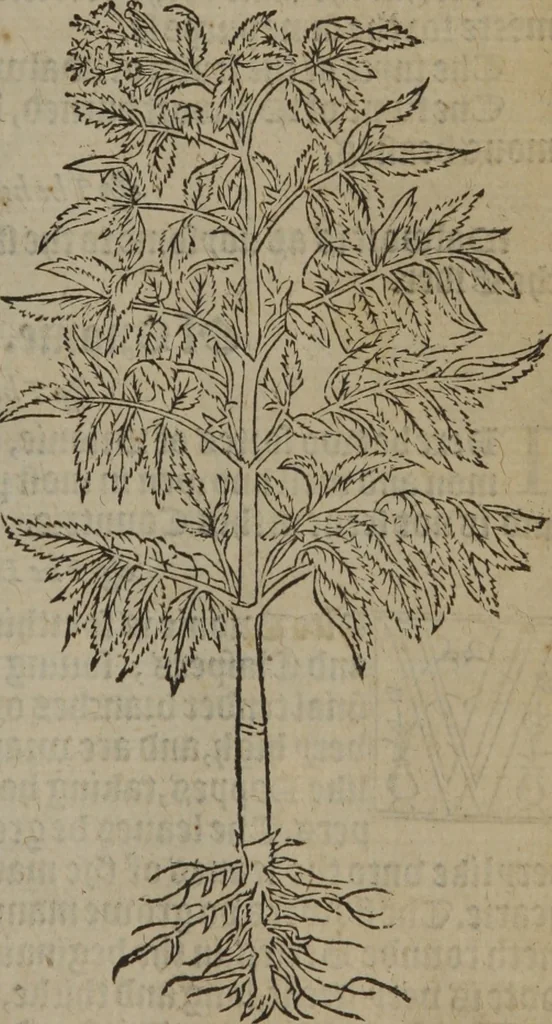 An illustration from A nievve herball, or Historie of plantes : wherein is contayned the whole discourse and perfect description of all sortes of herbes and plantes : their divers & sundry kindes ... and that not onely of those whiche are here growyng in this our countrie of Englande, but of all others also of forrayne realmes commonly used in physicke ; first set foorth in the Doutche or Almaigne tongue, 1578, leaf 406