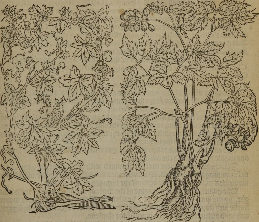 An illustration from A nievve herball, or Historie of plantes : wherein is contayned the whole discourse and perfect description of all sortes of herbes and plantes : their divers & sundry kindes ... and that not onely of those whiche are here growyng in this our countrie of Englande, but of all others also of forrayne realmes commonly used in physicke ; first set foorth in the Doutche or Almaigne tongue, 1578, leaf 408