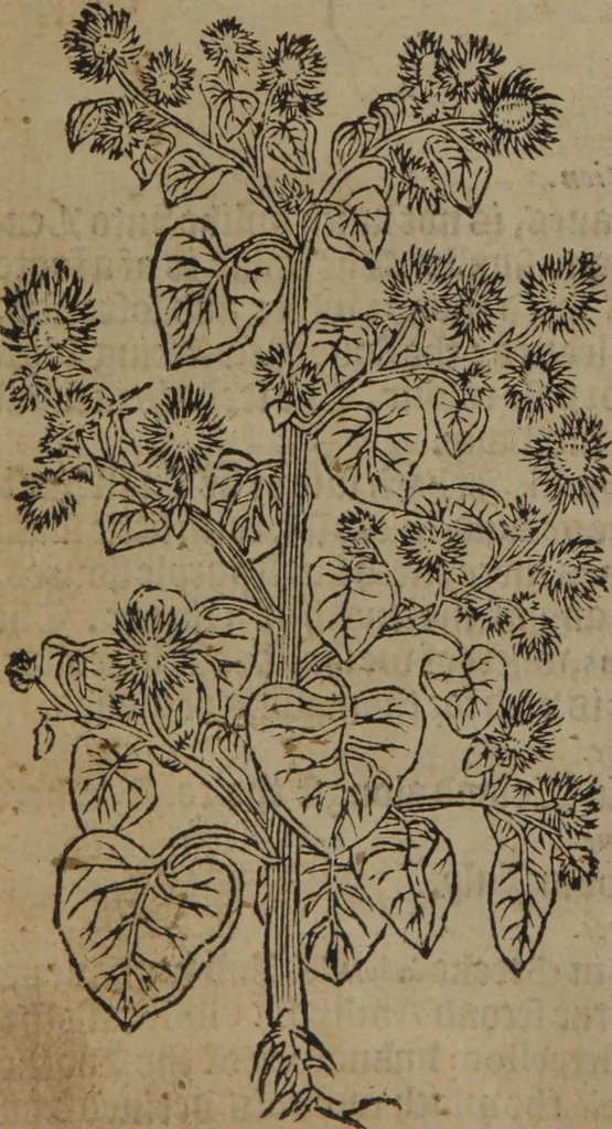 An illustration from A nievve herball, or Historie of plantes : wherein is contayned the whole discourse and perfect description of all sortes of herbes and plantes : their divers & sundry kindes ... and that not onely of those whiche are here growyng in this our countrie of Englande, but of all others also of forrayne realmes commonly used in physicke ; first set foorth in the Doutche or Almaigne tongue, 1578, leaf 41