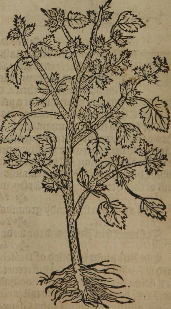 An illustration from A nievve herball, or Historie of plantes : wherein is contayned the whole discourse and perfect description of all sortes of herbes and plantes : their divers & sundry kindes ... and that not onely of those whiche are here growyng in this our countrie of Englande, but of all others also of forrayne realmes commonly used in physicke ; first set foorth in the Doutche or Almaigne tongue, 1578, leaf 41
