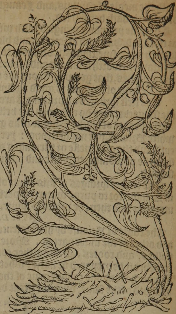 An illustration from A nievve herball, or Historie of plantes : wherein is contayned the whole discourse and perfect description of all sortes of herbes and plantes : their divers & sundry kindes ... and that not onely of those whiche are here growyng in this our countrie of Englande, but of all others also of forrayne realmes commonly used in physicke ; first set foorth in the Doutche or Almaigne tongue, 1578, leaf 411