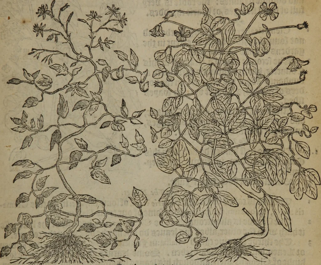 An illustration from A nievve herball, or Historie of plantes : wherein is contayned the whole discourse and perfect description of all sortes of herbes and plantes : their divers & sundry kindes ... and that not onely of those whiche are here growyng in this our countrie of Englande, but of all others also of forrayne realmes commonly used in physicke ; first set foorth in the Doutche or Almaigne tongue, 1578, leaf 412