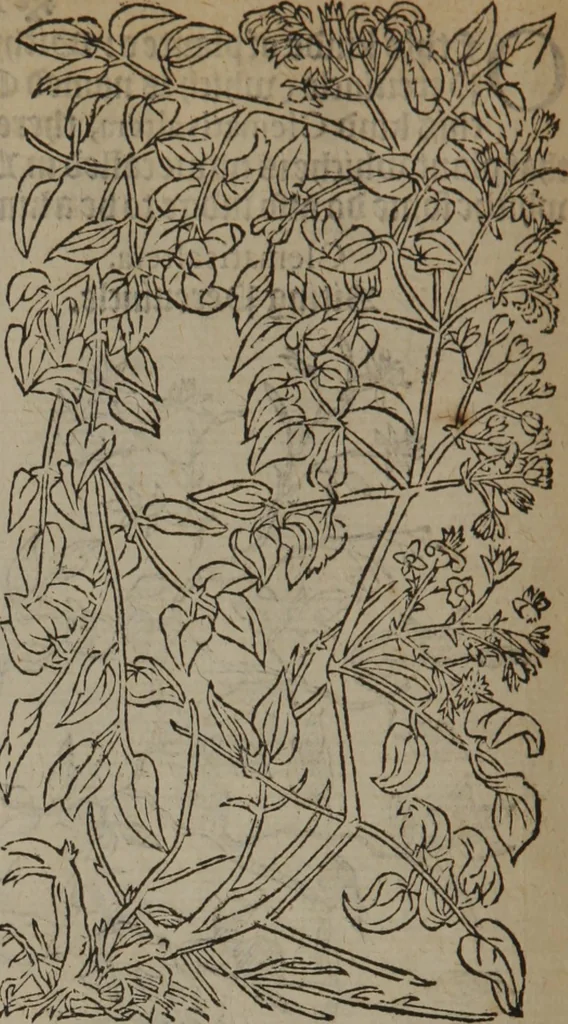 An illustration from A nievve herball, or Historie of plantes : wherein is contayned the whole discourse and perfect description of all sortes of herbes and plantes : their divers & sundry kindes ... and that not onely of those whiche are here growyng in this our countrie of Englande, but of all others also of forrayne realmes commonly used in physicke ; first set foorth in the Doutche or Almaigne tongue, 1578, leaf 413