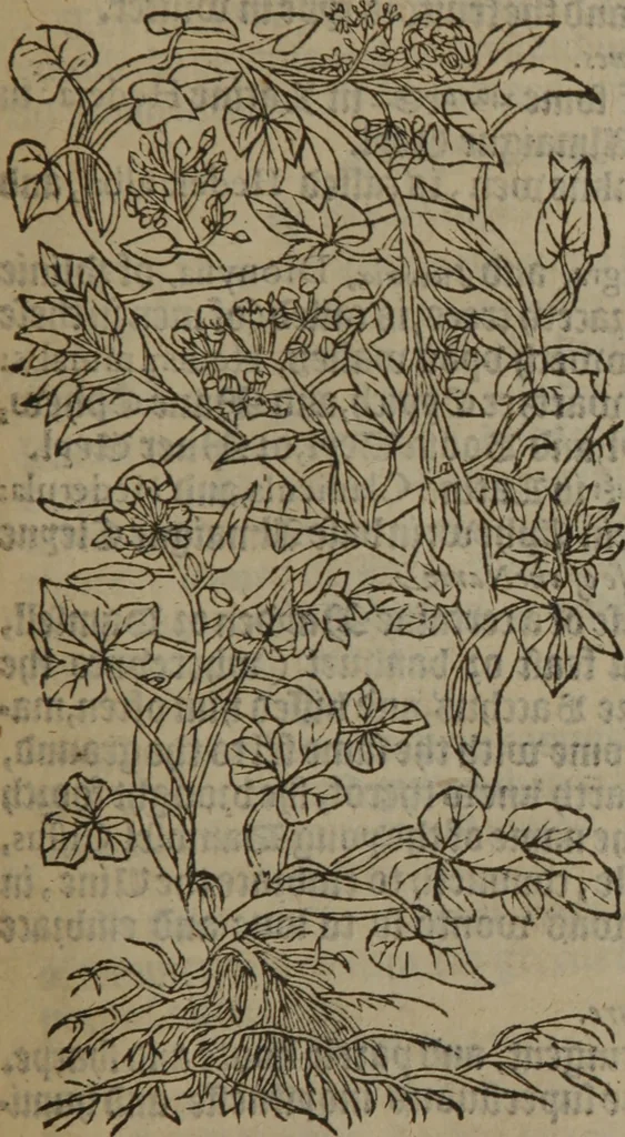 An illustration from A nievve herball, or Historie of plantes : wherein is contayned the whole discourse and perfect description of all sortes of herbes and plantes : their divers & sundry kindes ... and that not onely of those whiche are here growyng in this our countrie of Englande, but of all others also of forrayne realmes commonly used in physicke ; first set foorth in the Doutche or Almaigne tongue, 1578, leaf 414