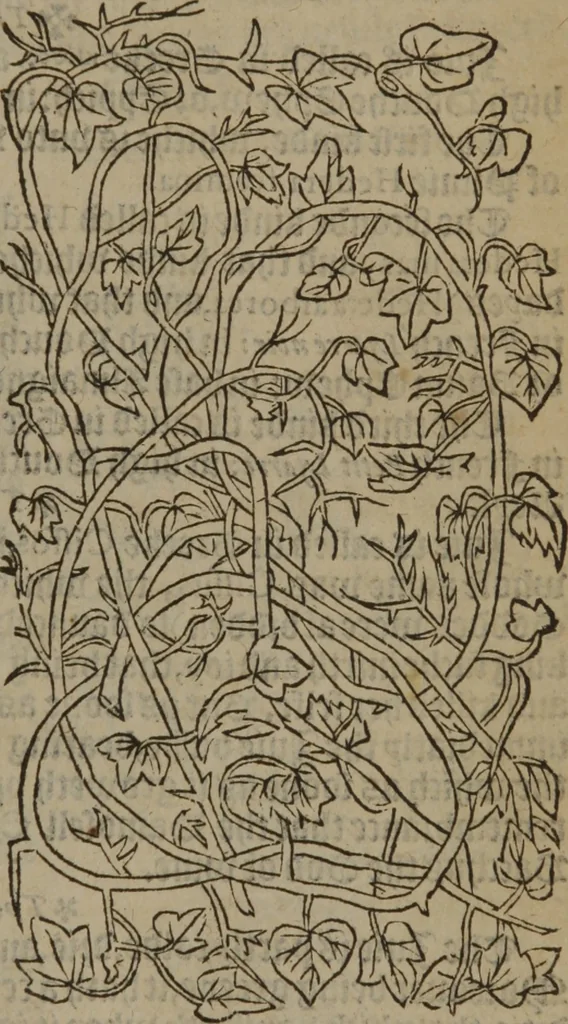 An illustration from A nievve herball, or Historie of plantes : wherein is contayned the whole discourse and perfect description of all sortes of herbes and plantes : their divers & sundry kindes ... and that not onely of those whiche are here growyng in this our countrie of Englande, but of all others also of forrayne realmes commonly used in physicke ; first set foorth in the Doutche or Almaigne tongue, 1578, leaf 414